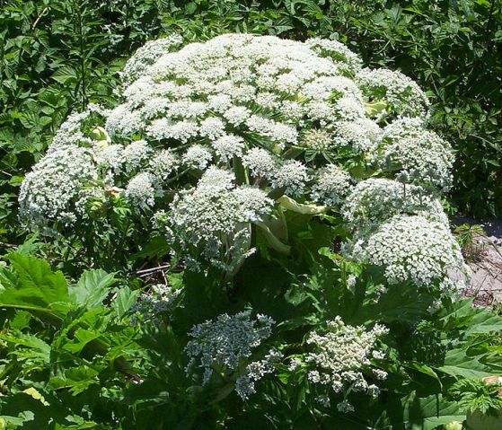 02_heracleum