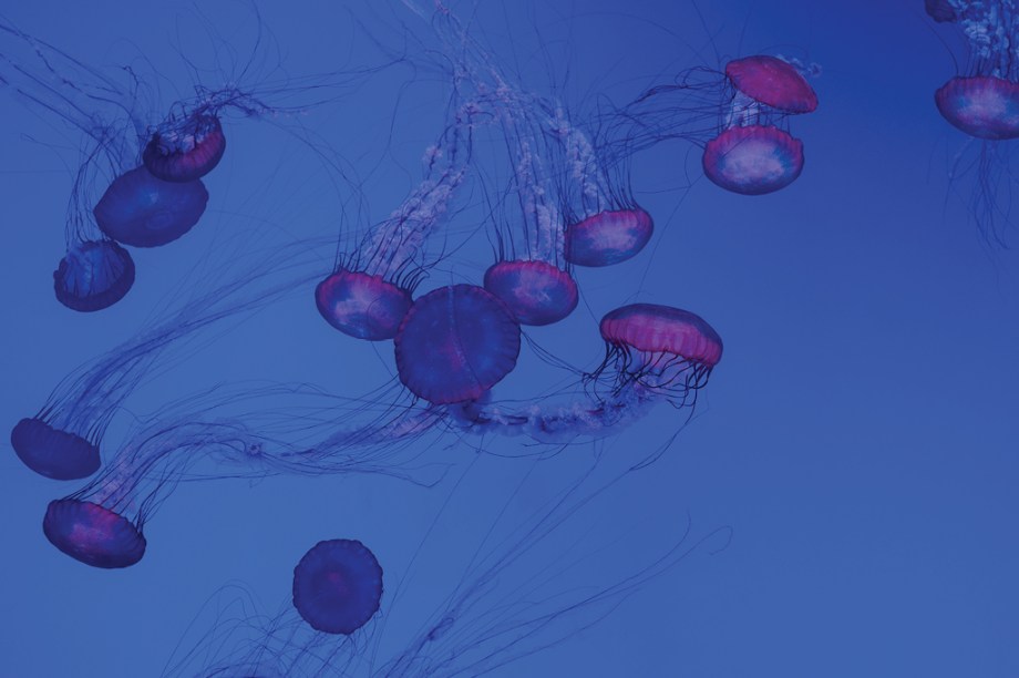 Os cientistas acreditam que as medusas podem ter sido os primeiros animais a desenvolverem órgãos e a conseguirem nadar com fluidez ao invés de flutuarem na água.