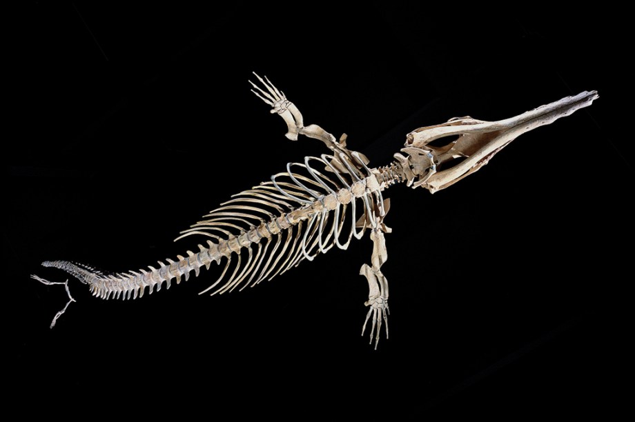 A ossada de uma baleia pré-histórica com resquícios de pernas