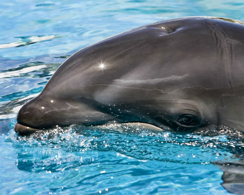 baby_wolphin_by_pinhole