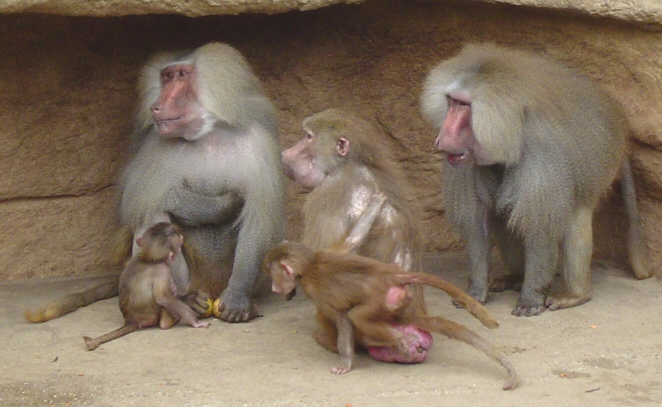 hamadryas_baboon