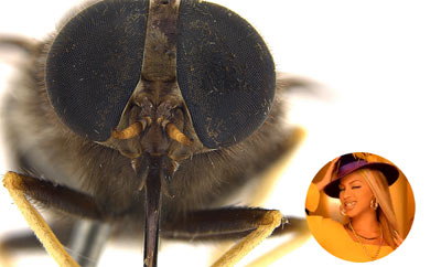 11 animais com nomes científicos inspirados em celebridades