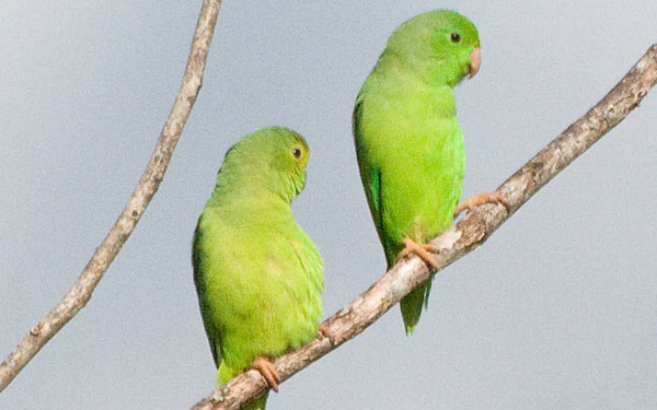 post-super-green-rumped-parrot