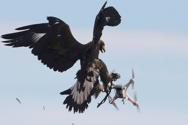Aves de rapina já demonstraram hostilidade natural aos objetos eletrônicos Aves de rapina já demonstraram hostilidade natural aos objetos eletrônicos