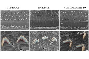 SUPERNOVAS | Terapia genética recupera audição de ratinhos surdos