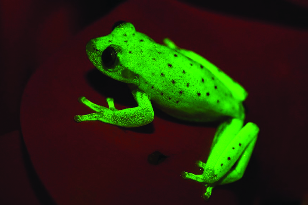 Descoberta primeira perereca fluorescente do mundo
