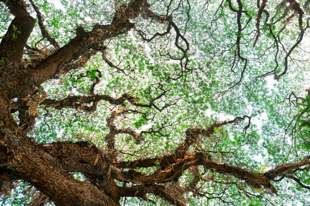 Entrevista: o homem que revelou a geometria oculta da natureza