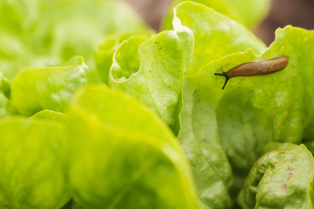 Havaí emite alerta de surto de vermes invasores de cérebros