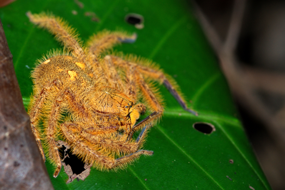 Heteropoda davidbowie