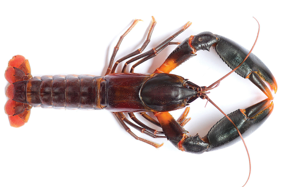 Cherax snowden Cherax snowden
