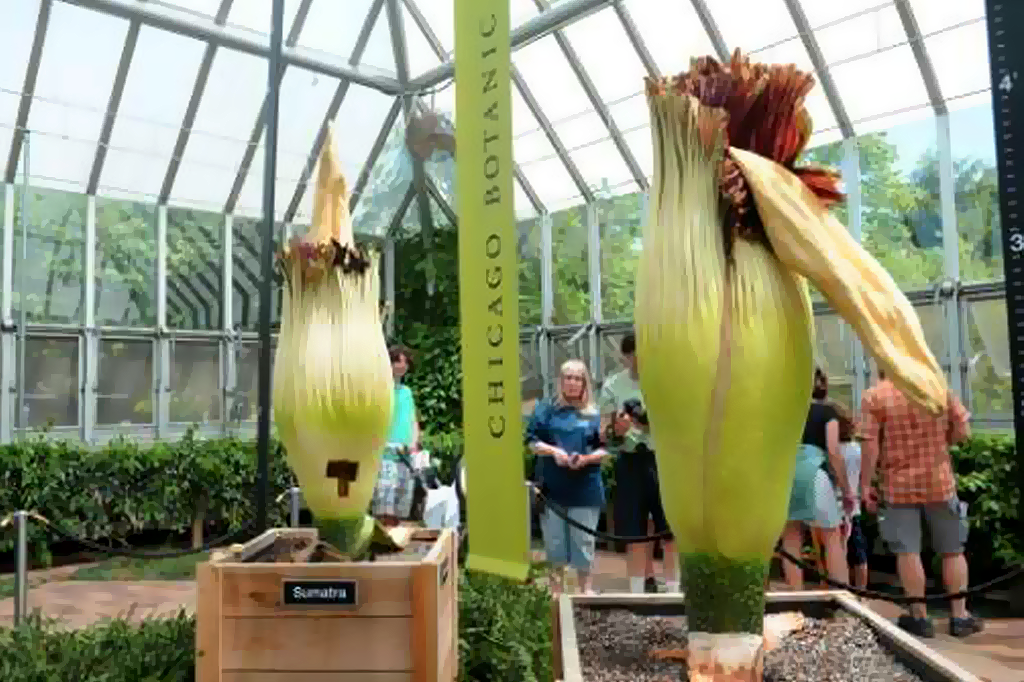 Flores-cadáver gigantes florescem no jardim botânico de Chicago