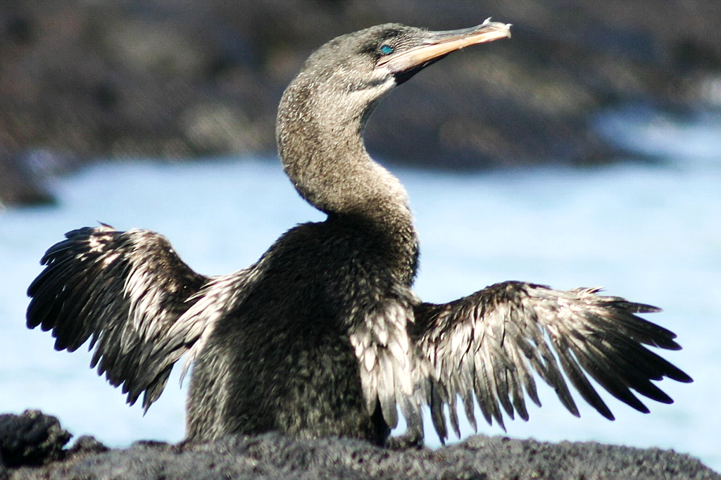 Cormorão-das-galápagos (Phalacrocorax harrisi) secando suas asas