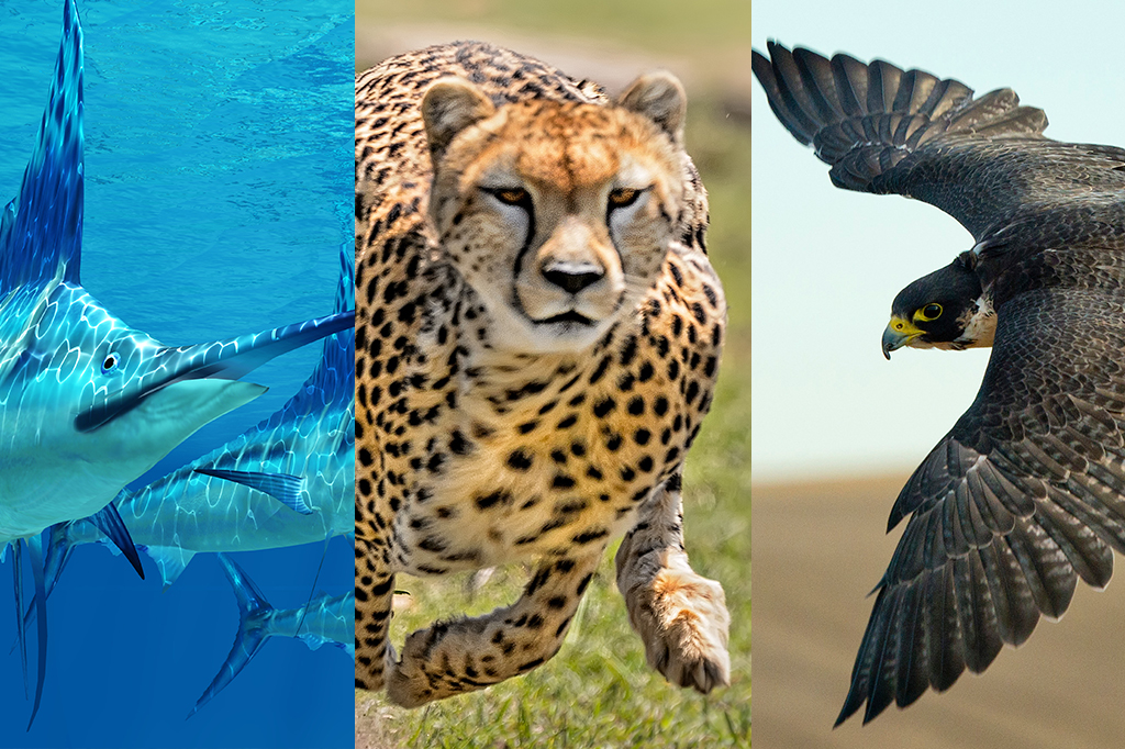 Por que alguns animais são tão rápidos? Esta fórmula explica