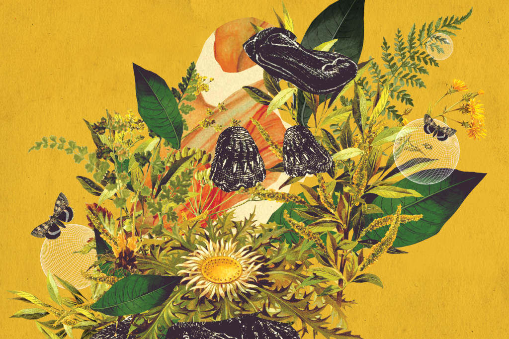 Como o ornitorrinco mudou a história da biologia