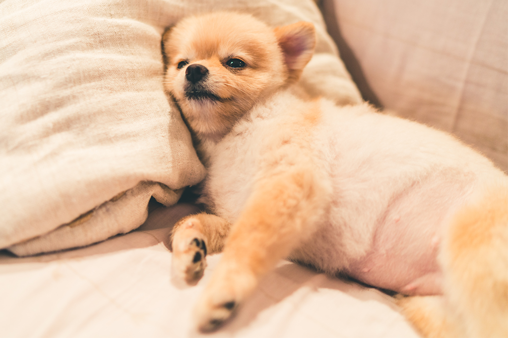 3 notícias de ciência que marcaram a semana – #Supernovas