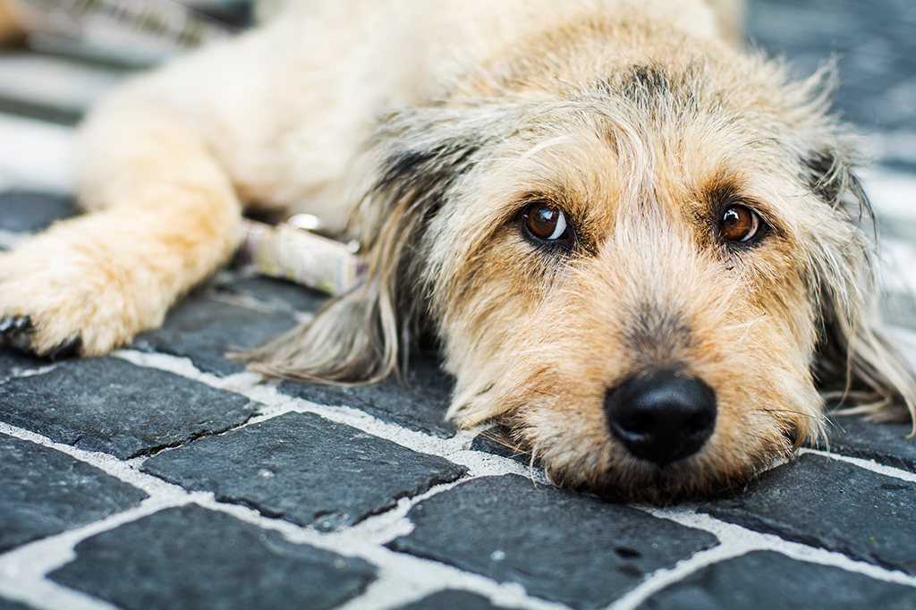 4 razões científicas para adotar um cachorro