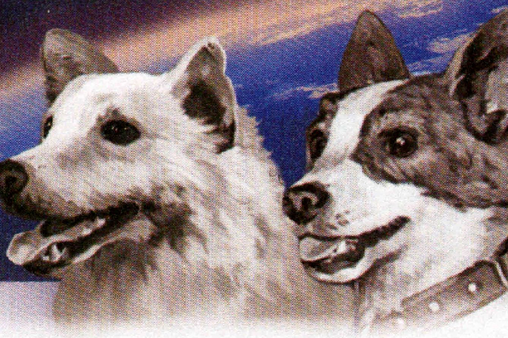 cachorros