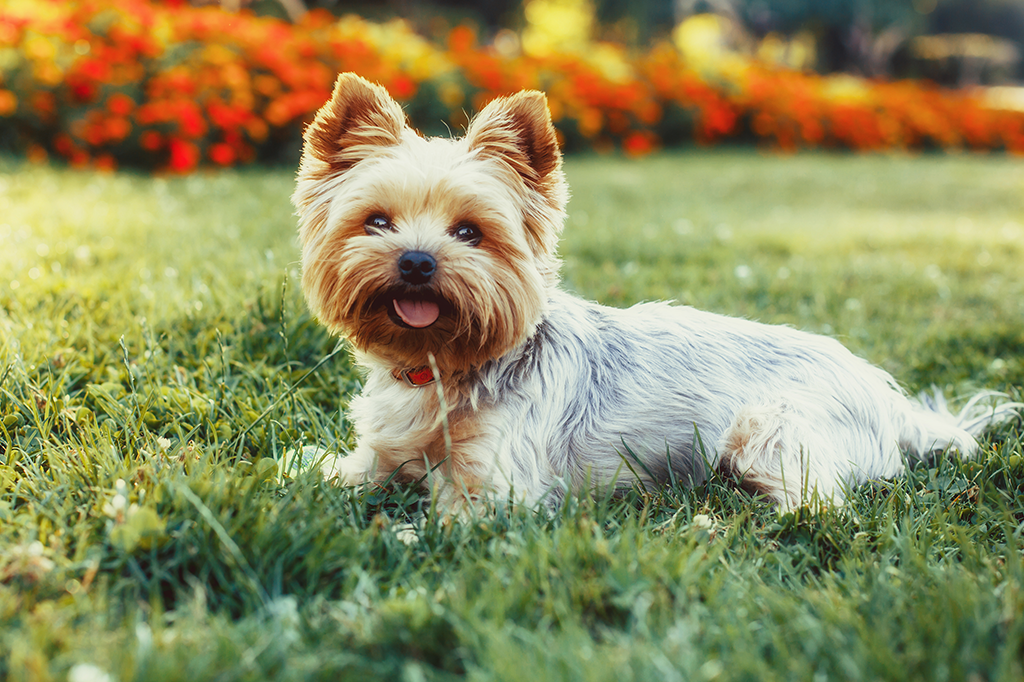 Mulher tem coração clinicamente partido após morte de cachorro