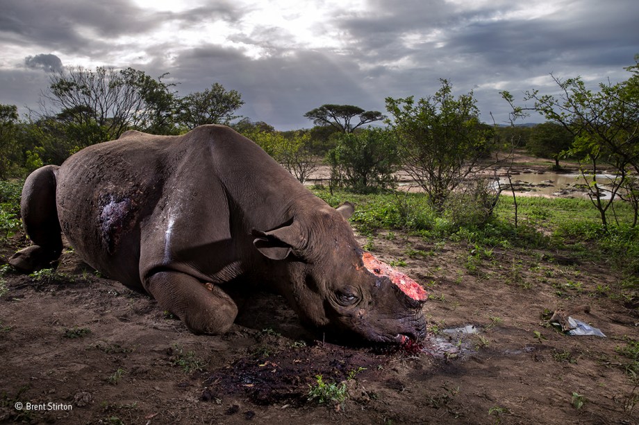 O rinoceronte, ao que tudo indica, foi morto pelos habitantes de uma comunidade local, localizada a cinco quilômetros de distância do parque de <span>Hluhluwe–Imfolozi </span>, na África do Sul. Recebeu dois tiros: um no abdômen, com um rifle de alto calibre equipado com um silenciador, e outro na cabeça, para acelerar sua morte. O objetivo era arrancar seus chifres, valiosos no mercado negro. O animal está em risco de extinção: hoje, há menos de 3 mil rinocerontes vivos na natureza. O registro ganhou o prêmio principal.