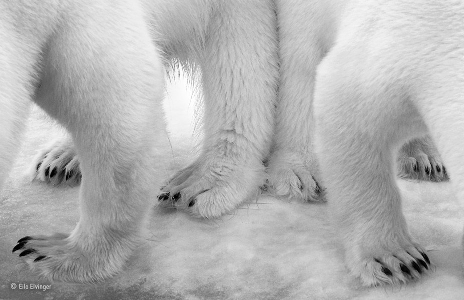 A autora do clique estava em um navio no Oceano Ártico quando resíduos da cozinha da embarcação escorreram no gelo. O cheiro atraiu a atenção de um urso polar fêmea e seu filhote de dois anos, que costumam ter focas cruas no cardápio. "Eu fiquei envergonhada com a nossa contribuição para a paisagem imaculada", afirmou a autora. A foto venceu na categoria "preto e branco".