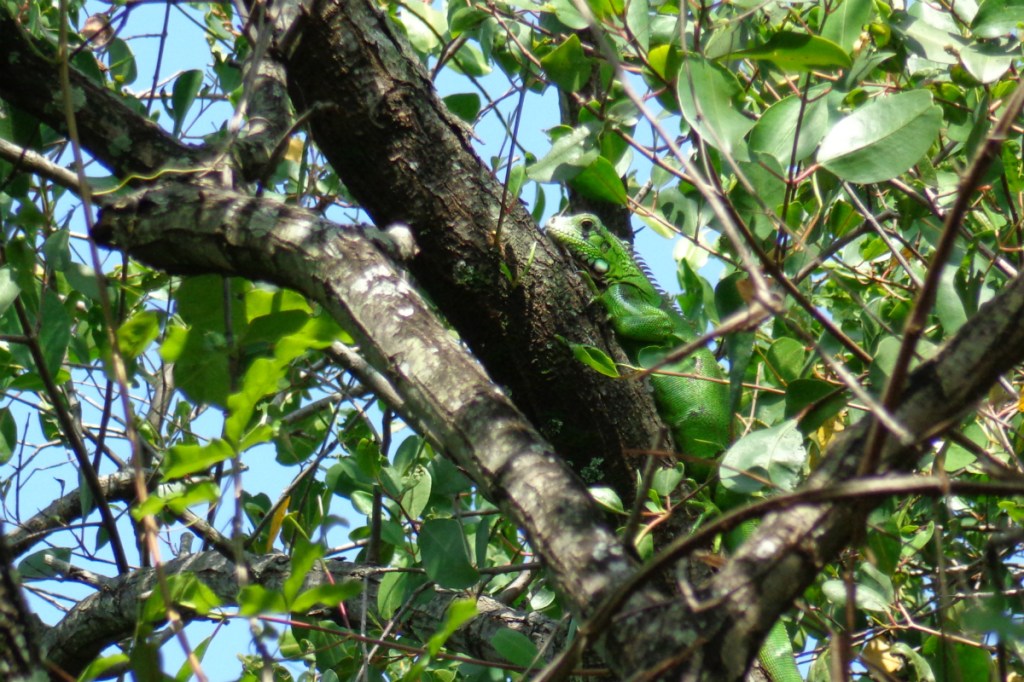 Motorola_Mangue1