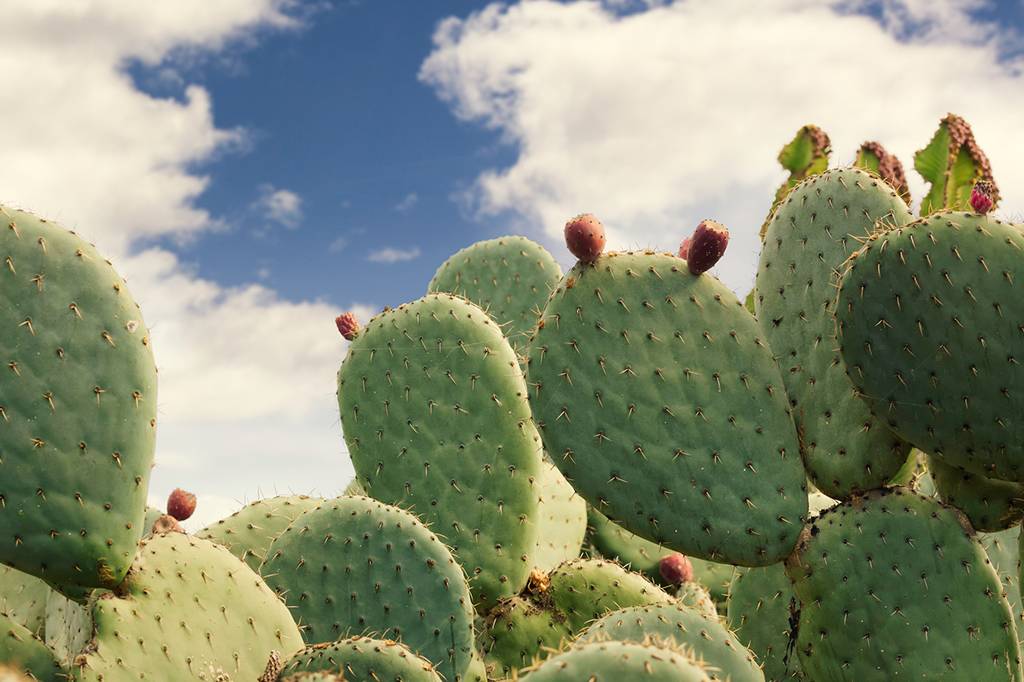 A FAO anunciou que o cacto é o alimento do futuro. Por quê?