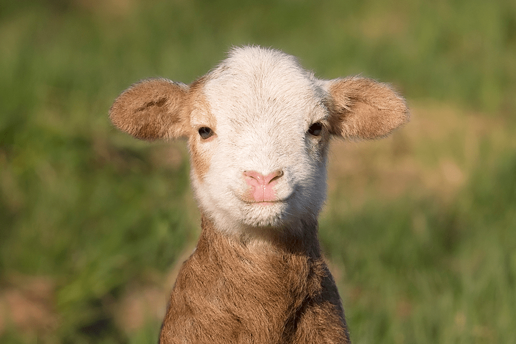 Cientistas criam embriões de ovelha com células humanas