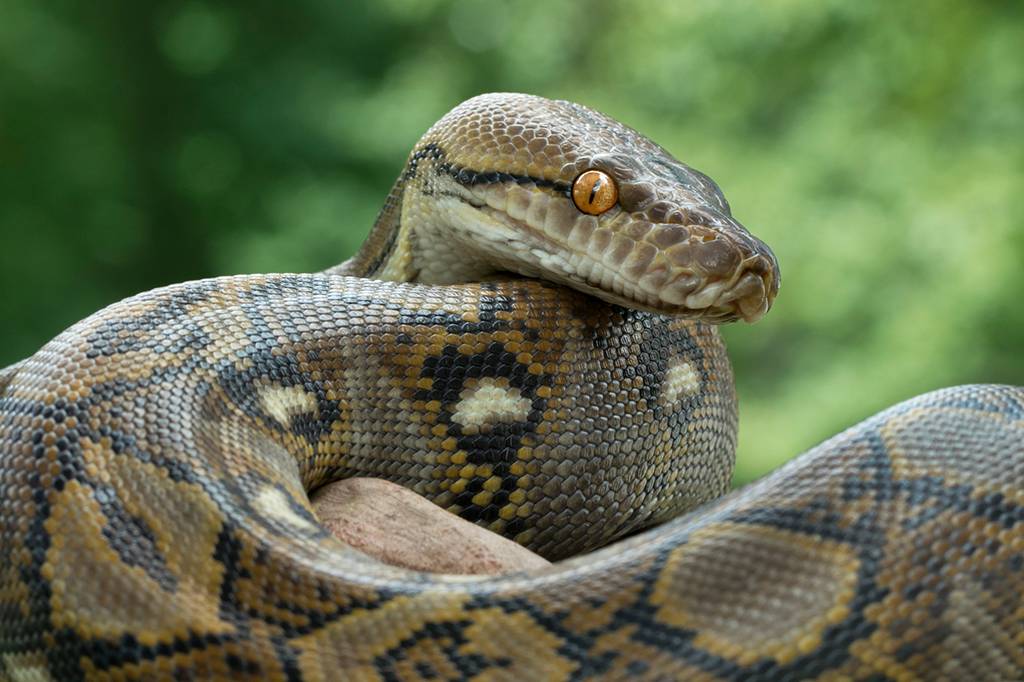 As duas maiores cobras do mundo lutaram – e ambas perderam
