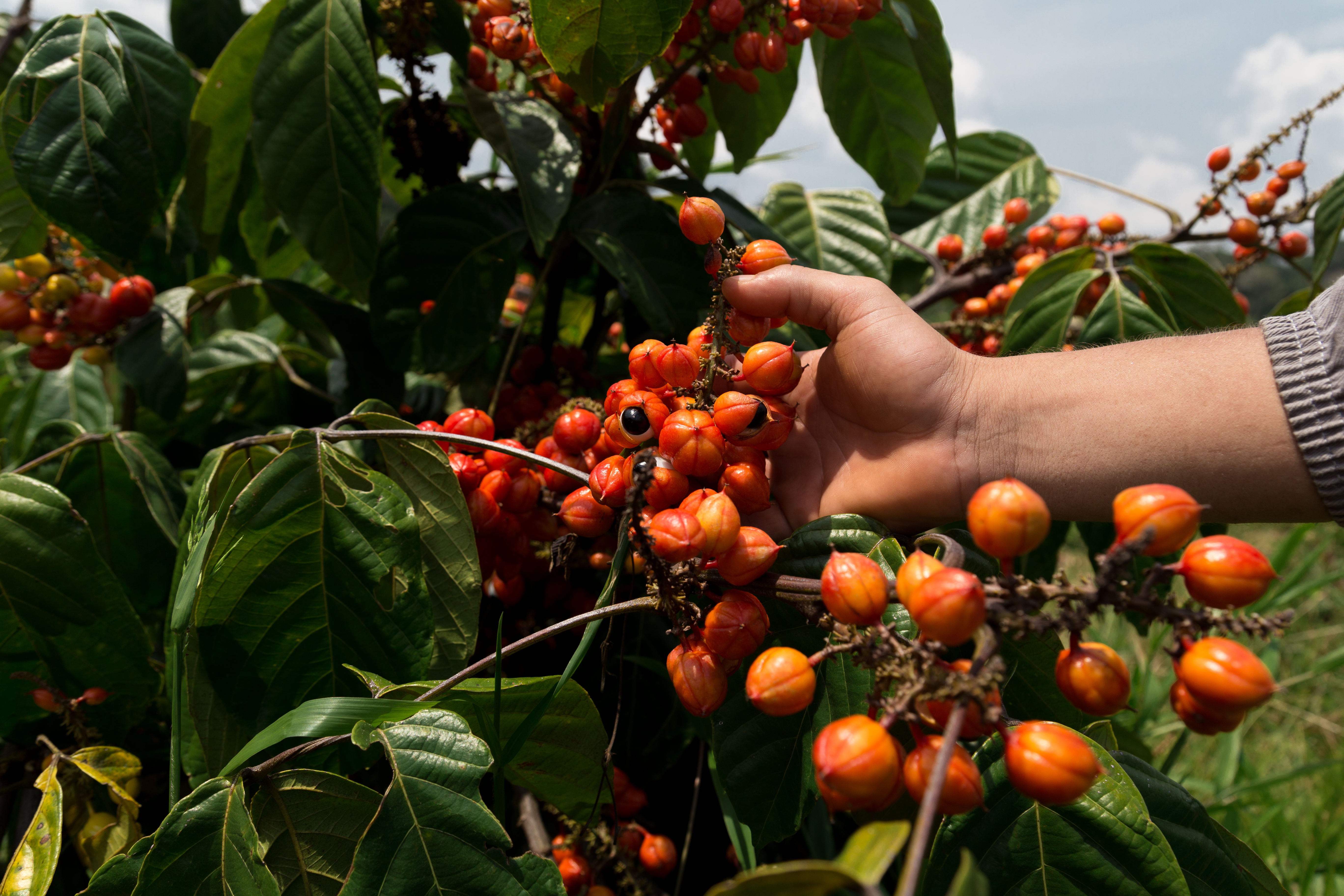 Olhos de guaraná: a colheita acontece quando o fruto abre e as sementes ficam aparentes