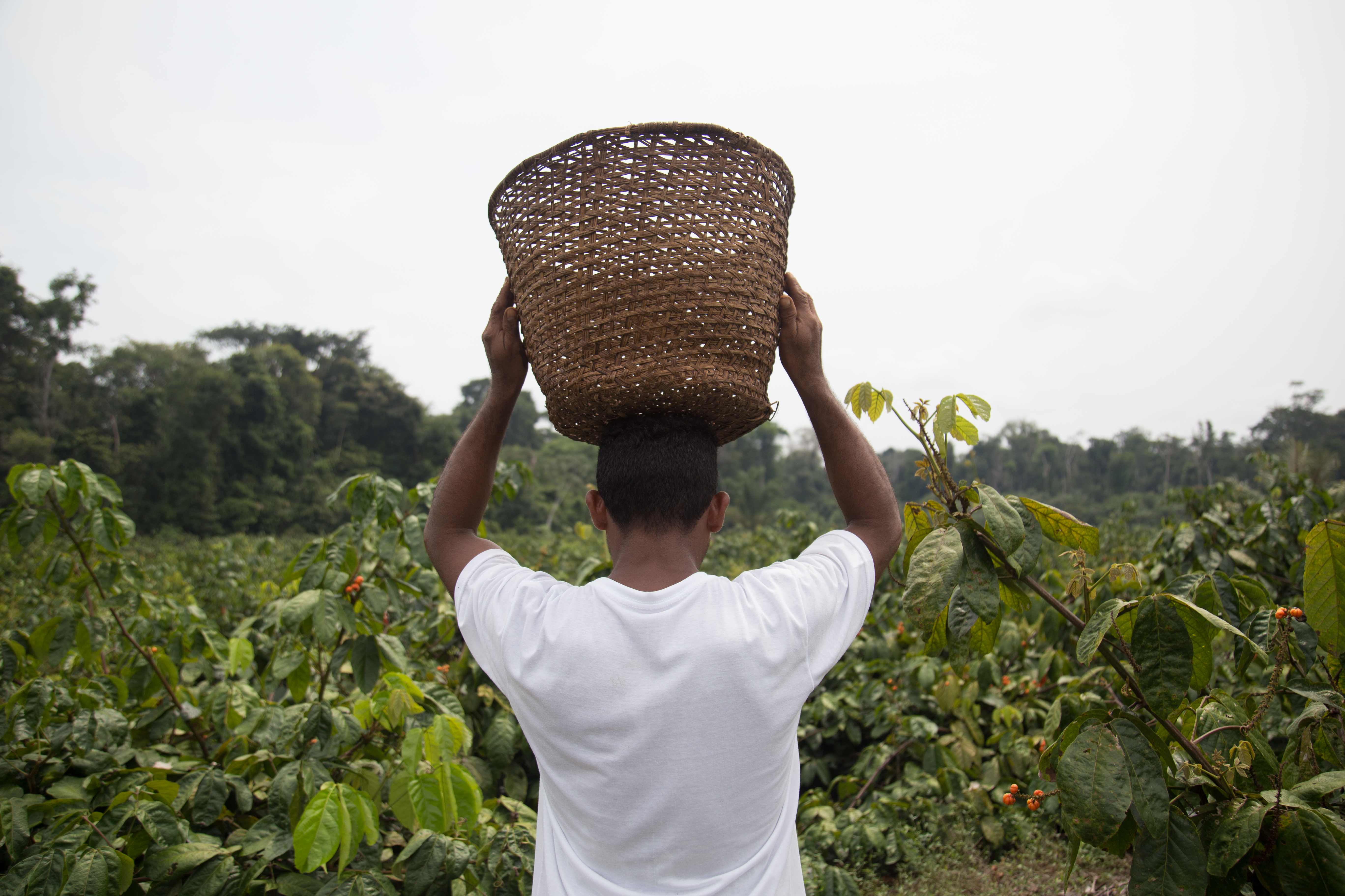 Plantação de guaraná em Maués