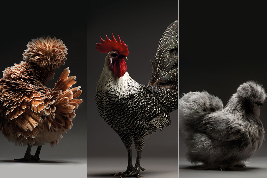Miss Chicken 2018: um fotógrafo achou as mais loucas galinhas da Europa. E elas são maravilhosas.