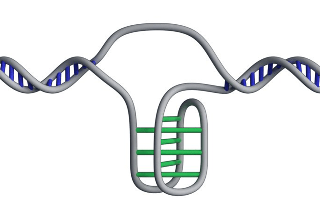 dna novo