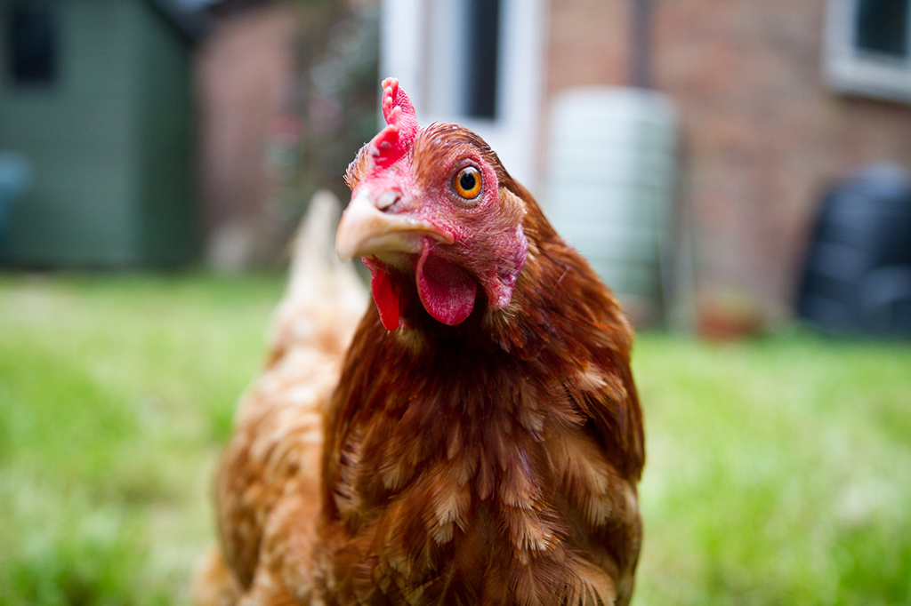 Cientistas descobrem como medir otimismo – em galinhas