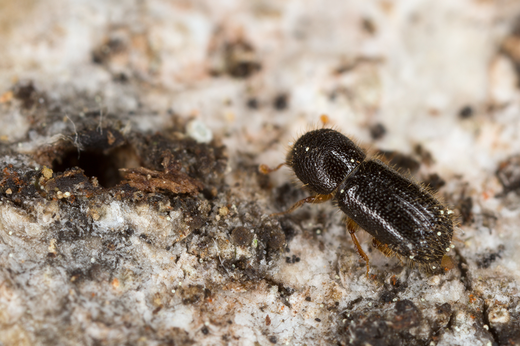 Por que caem tantos bichinhos no seu copo de cerveja?