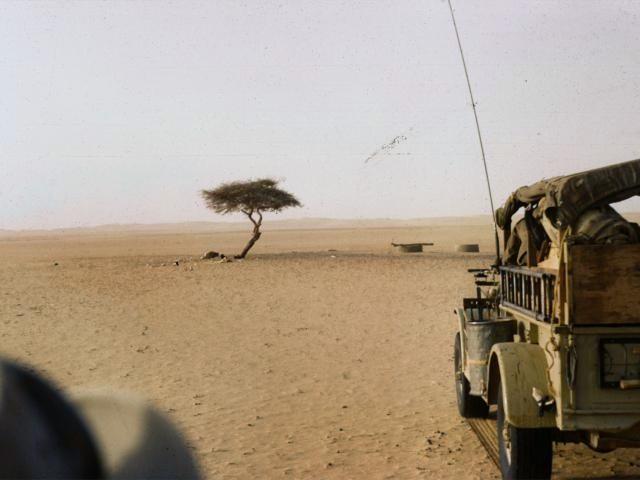 Arbre-du-tenere-1961 Arbre-du-tenere-1961