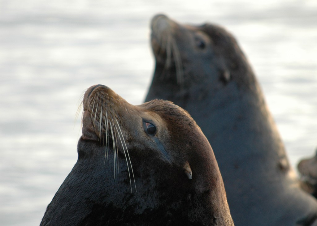 California sea lions Astoria