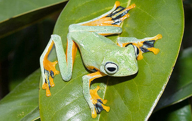 sapo-pulo verde rã folha anfíbio