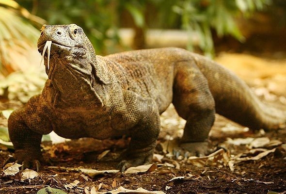 komodo