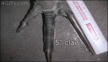 Qual é a ave mais perigosa do mundo?