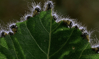 Quais são os insetos mais perigosos?