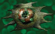 pior-parasita-baleamuthia-mandrillaris