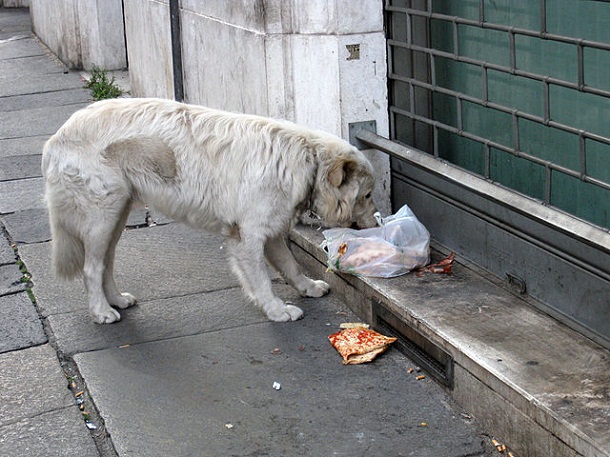 Cães apanhados na rua realmente viram sabão?