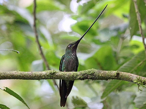 Sword-billed_Hummingbird_RWD2