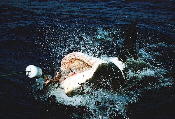 Great_white_shark_at_his_back Great_white_shark_at_his_back