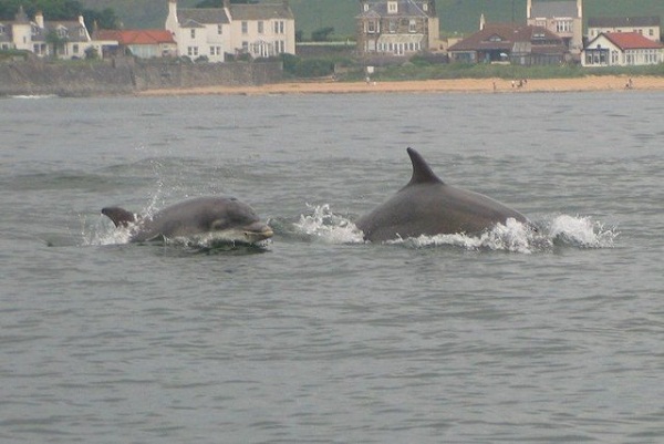 Bottle_nose_dolphins_in_Elie_Bay_-_geograph Bottle_nose_dolphins_in_Elie_Bay_-_geograph