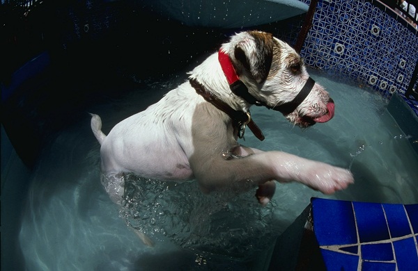 Por que os cachorros fedem tanto quando ficam molhados?