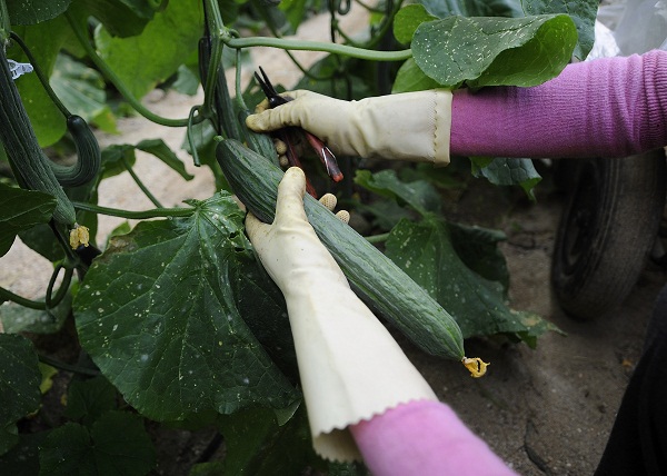 Como ocorre a ereção?