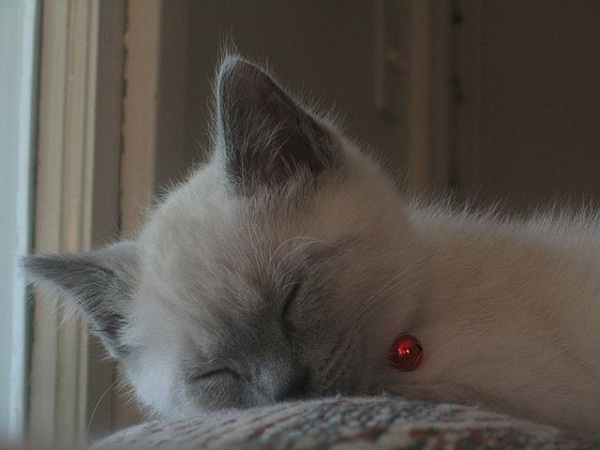 Existe bicho que ronca?