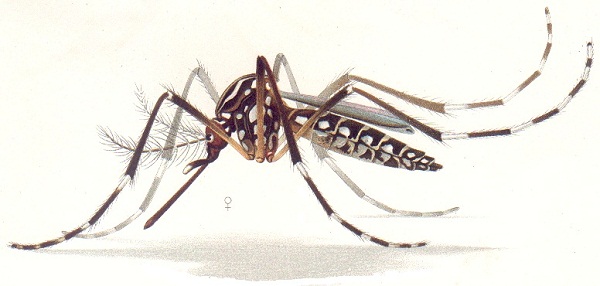 Aedes_aegypti_resting_position_E-A-Goeldi_1905 Aedes_aegypti_resting_position_E-A-Goeldi_1905