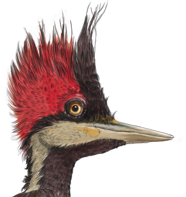 picapaudetopetevermelho picapaudetopetevermelho